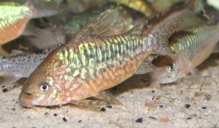 Brochis (sub-clade 2) pantanalensis