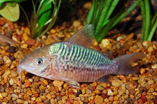 Brochis (sub-clade 2) pantanalensis