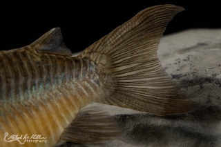 Brochis (sub-clade 2) pantanalensis