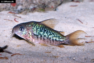 Brochis (sub-clade 2) pantanalensis