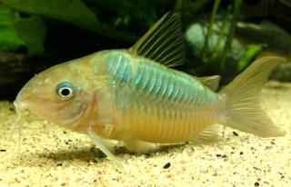 Brochis (sub-clade 2) pantanalensis