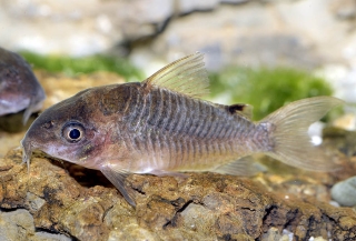 Brochis (sub-clade 2) pantanalensis