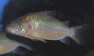 Brochis (sub-clade 2) pantanalensis