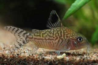 Brochis (sub-clade 2) reticulata