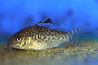 Brochis (sub-clade 2) reticulata