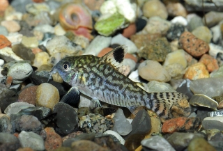 Brochis (sub-clade 2) reticulata