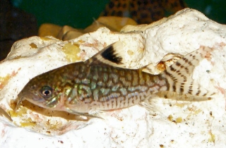 Brochis (sub-clade 2) reticulata