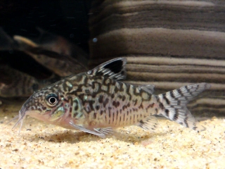 Brochis (sub-clade 2) reticulata