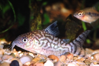 Brochis (sub-clade 2) reticulata