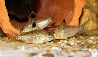 Brochis (sub-clade 2) reticulata