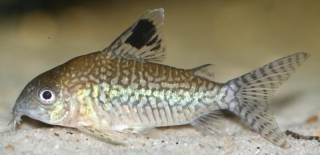 Brochis (sub-clade 2) reticulata