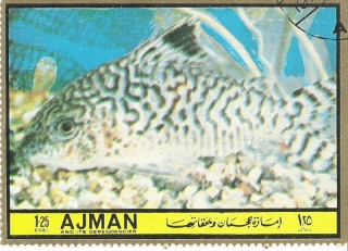 Brochis (sub-clade 2) reticulata