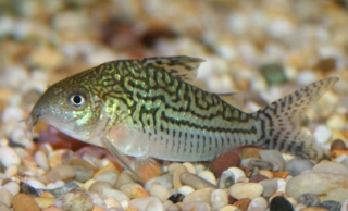 Brochis (sub-clade 2) sodalis