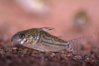 Brochis (sub-clade 2) sodalis