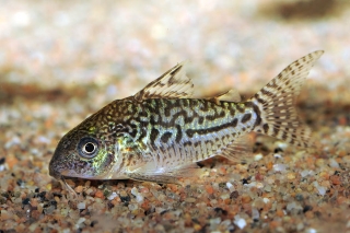 Brochis (sub-clade 2) sodalis