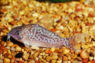 Brochis (sub-clade 2) sodalis