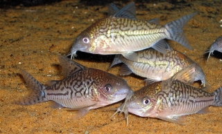 Brochis (sub-clade 2) sodalis