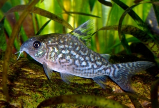 Brochis (sub-clade 2) sodalis