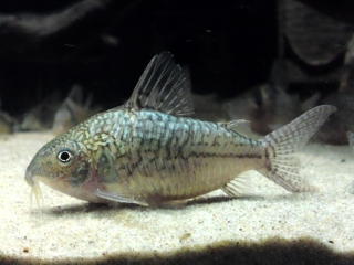 Brochis (sub-clade 2) sodalis