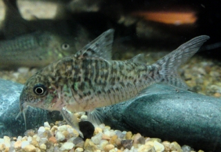 Brochis (sub-clade 2) sodalis