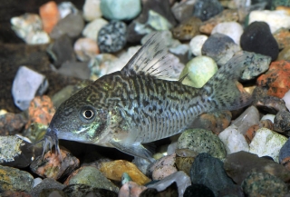 Brochis (sub-clade 2) sodalis