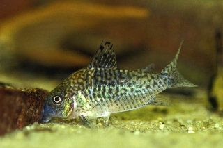 Brochis (sub-clade 2) sodalis