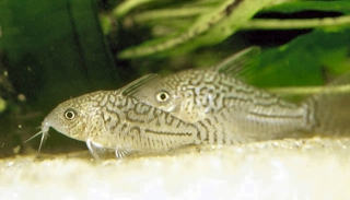 Brochis (sub-clade 2) sodalis