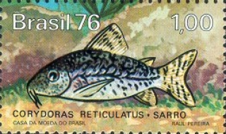 Brochis (sub-clade 2) sodalis