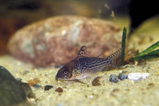 Brochis (sub-clade 2) sodalis