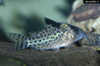 Brochis (sub-clade 3) agassizii