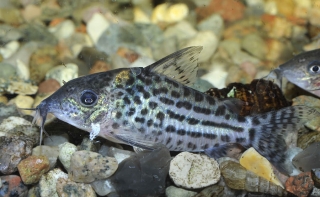 Brochis (sub-clade 3) ambiacus