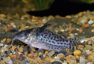 Brochis (sub-clade 3) ambiacus