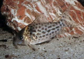 Brochis (sub-clade 3) ambiacus