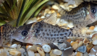 Brochis (sub-clade 3) ambiacus