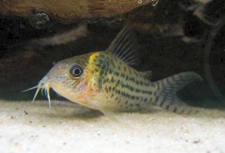 Brochis (sub-clade 3) ambiacus