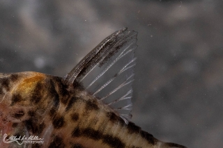 Brochis (sub-clade 3) ambiacus