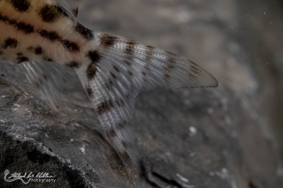 Brochis (sub-clade 3) ambiacus