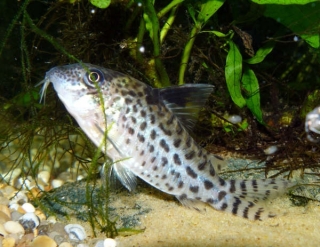 Brochis (sub-clade 3) ambiacus