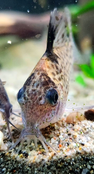 Brochis (sub-clade 3) ambiacus