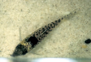 Brochis (sub-clade 3) ambiacus