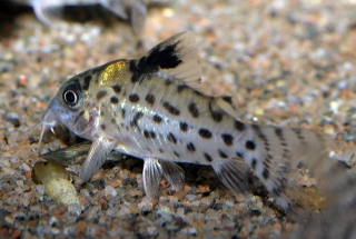 Brochis (sub-clade 3) ambiacus