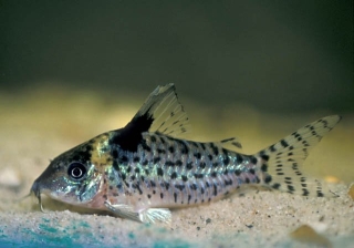 Brochis (sub-clade 3) ambiacus