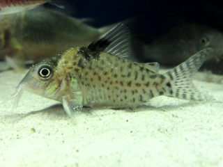 Brochis (sub-clade 3) ambiacus