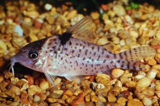 Brochis (sub-clade 3) ambiacus