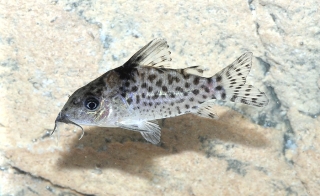 Brochis (sub-clade 3) ambiacus