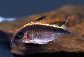 Brochis (sub-clade 3) arcuata