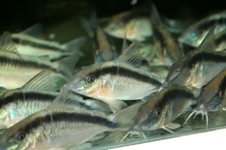 Brochis (sub-clade 3) arcuata