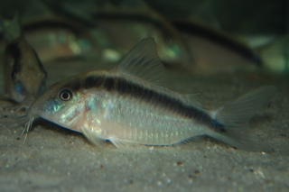 Brochis (sub-clade 3) arcuata