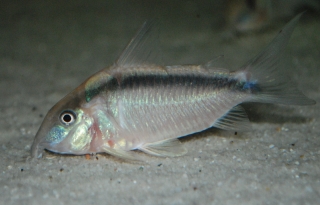 Brochis (sub-clade 3) arcuata