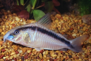 Brochis (sub-clade 3) arcuata